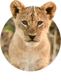 Tiere